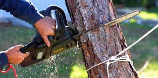 Reliable Cushing, OK Tree Services Solutions