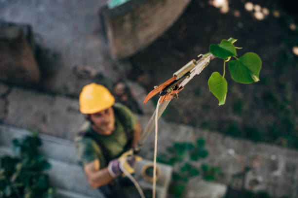 Best Tree Cabling and Bracing  in Cushing, OK