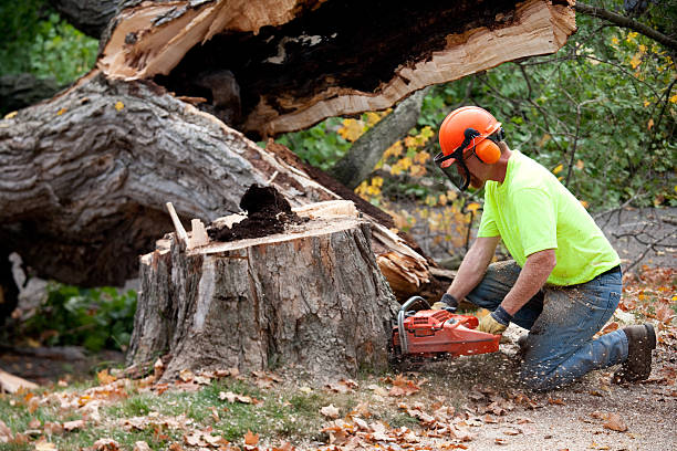 How Our Tree Care Process Works  in  Cushing, OK