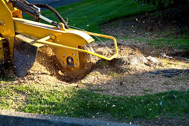 Best Root Management and Removal  in Cushing, OK