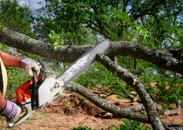 Best Lot and Land Clearing  in Cushing, OK