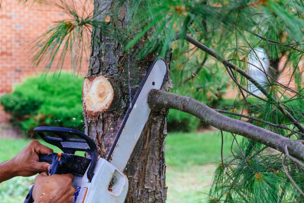 Best Organic Lawn Care Solutions  in Cushing, OK